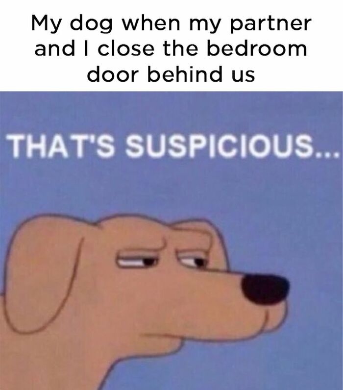 Wait, They Actually Nailed These Doggo Moments In Memes!
