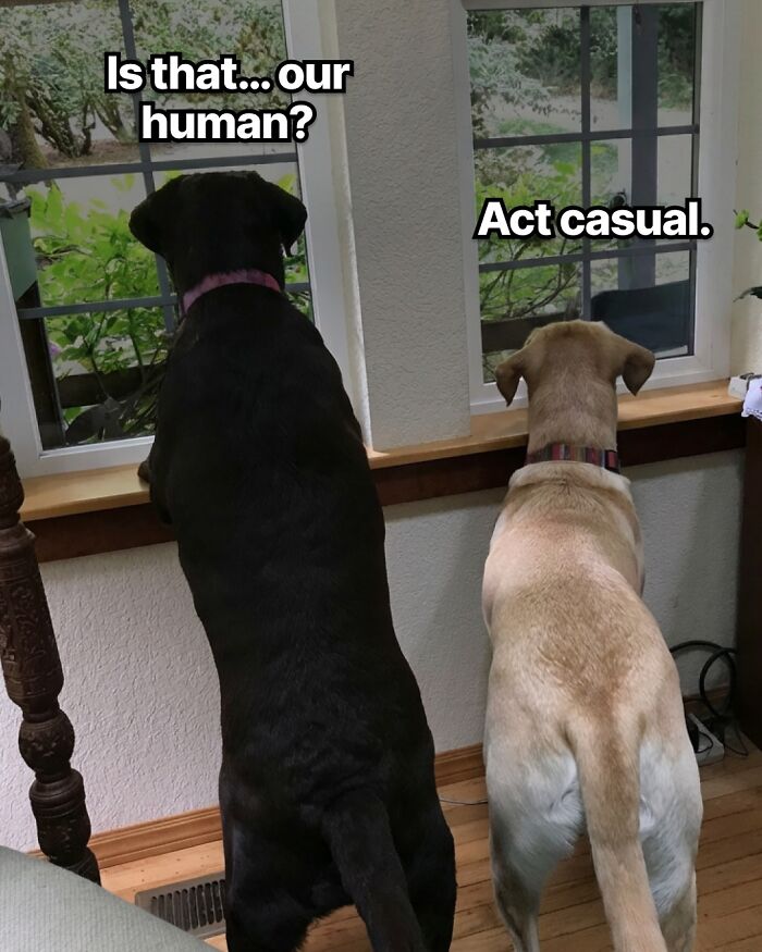 Wait, They Actually Nailed These Doggo Moments In Memes!