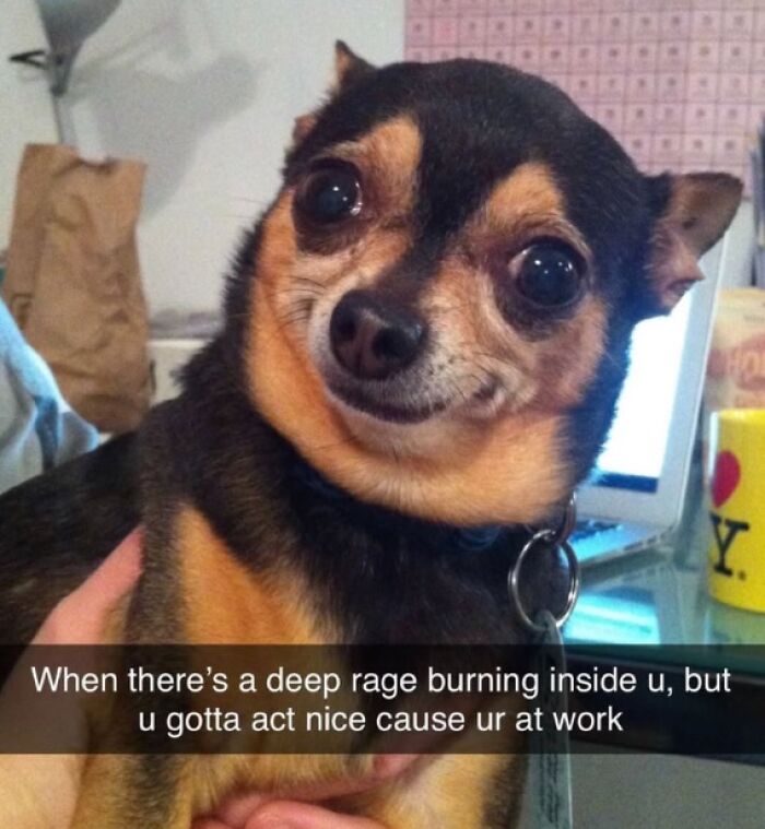 Wait, They Actually Nailed These Doggo Moments In Memes!