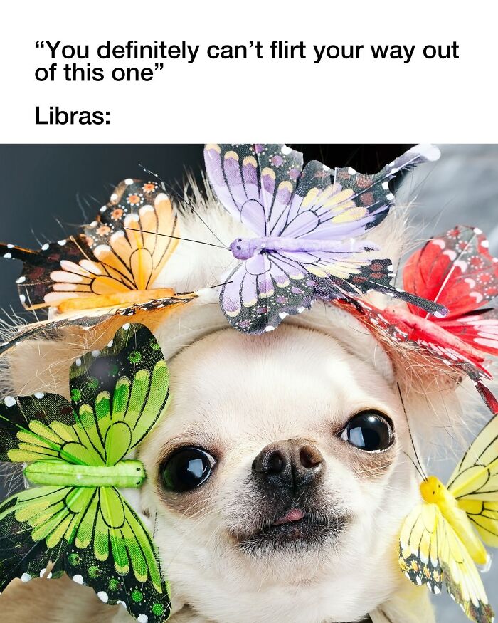 Wait, They Actually Nailed These Doggo Moments In Memes!