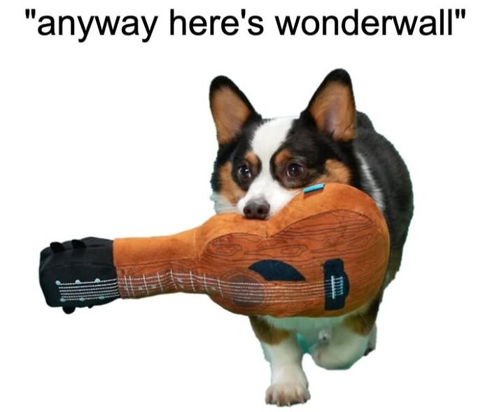 Wait, They Actually Nailed These Doggo Moments In Memes!