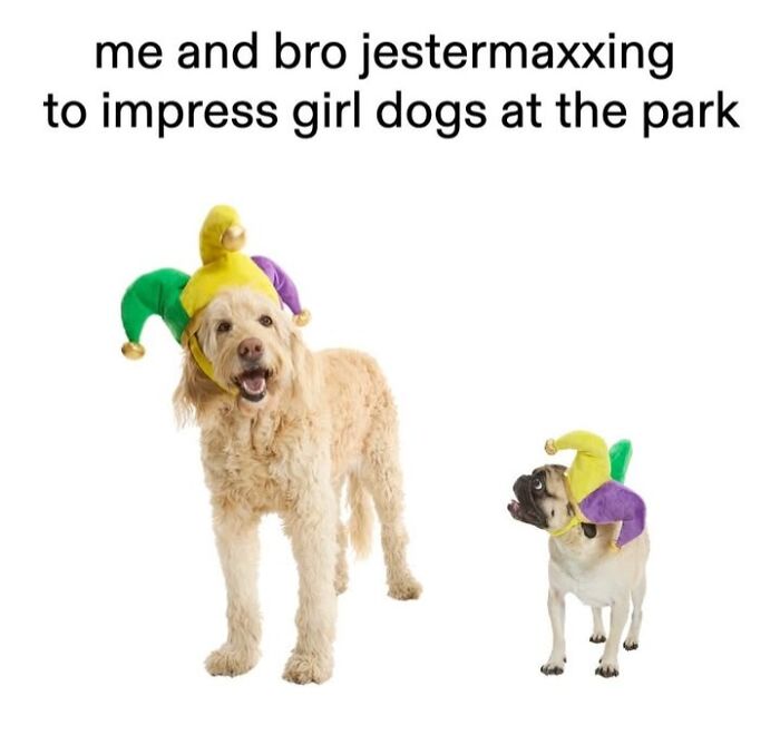 Wait, They Actually Nailed These Doggo Moments In Memes!