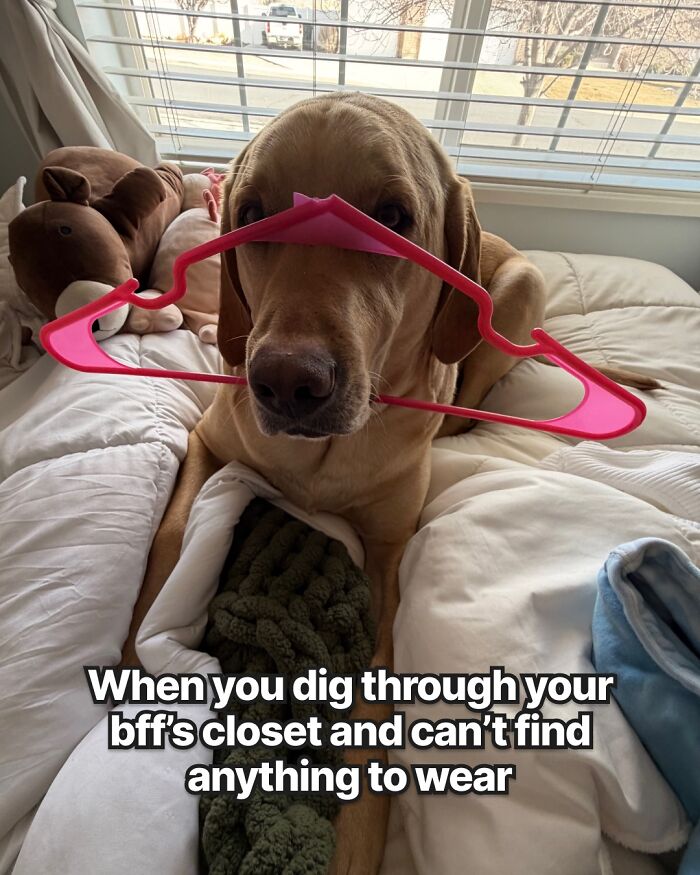 Wait, They Actually Nailed These Doggo Moments In Memes!