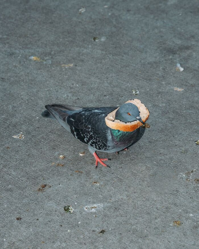 Wait Till You See These 58 Crazy Perfect Street Photos!