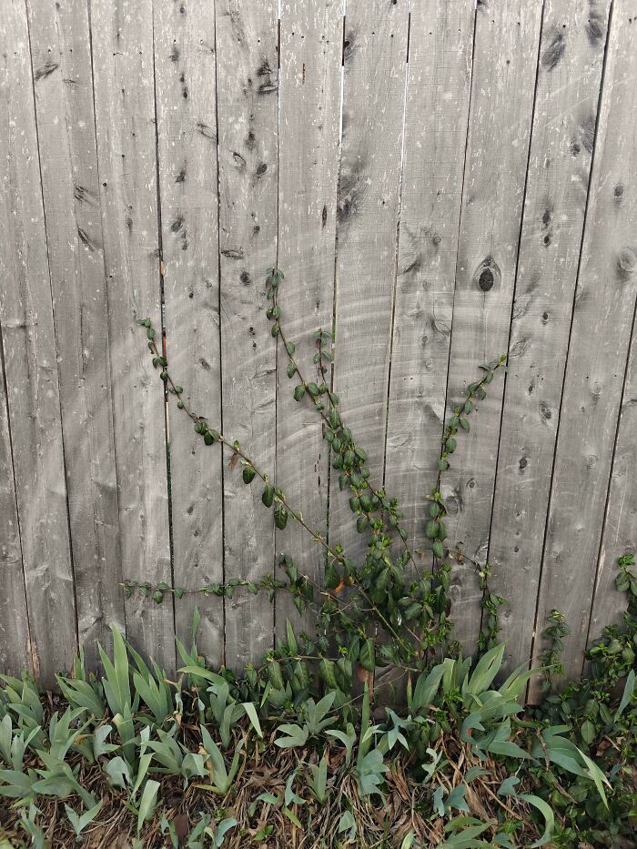 Fence and Tree—Nature vs. Man’s Best Effort