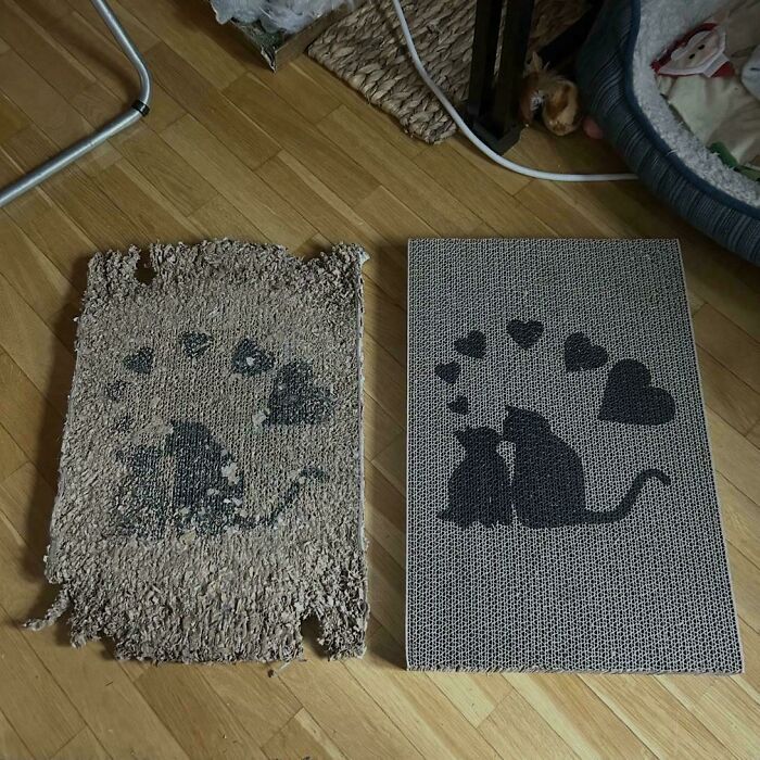 Cat’s Old Scratch Pad vs. Brand New—Battle Scars Included!