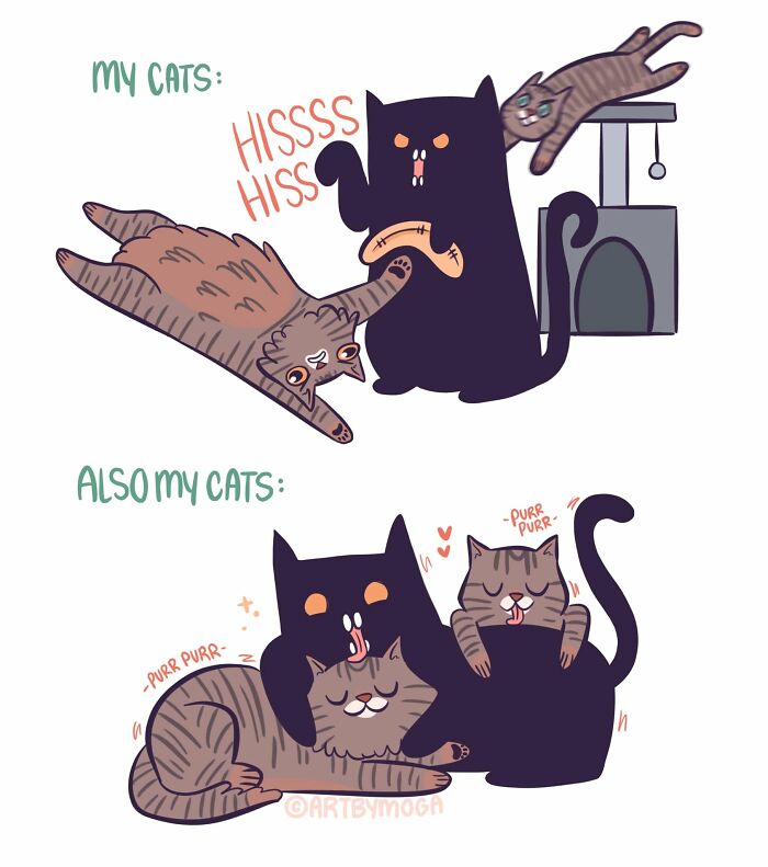 Meet Shadowfang: The Drama Queen Cat Who Turns Everyday Life Into A Comedy Show