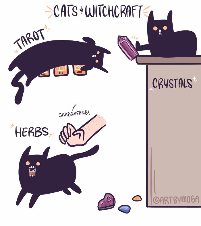 Meet Shadowfang: The Drama Queen Cat Who Turns Everyday Life Into A Comedy Show