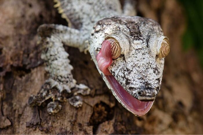 When Nature Goes, "Hold My Beer!" and Blows Our Minds 106 Times