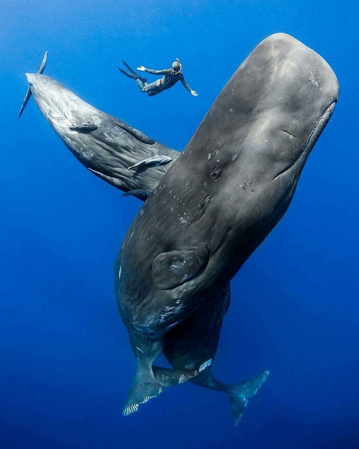 When Nature Goes, "Hold My Beer!" and Blows Our Minds 106 Times