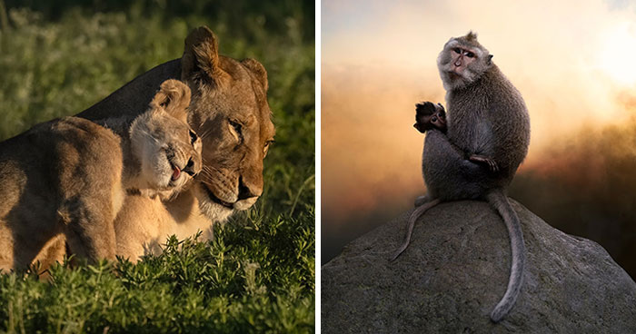 37 Wild Animal Shots So Awesome They’ll Totally Blow Your Mind