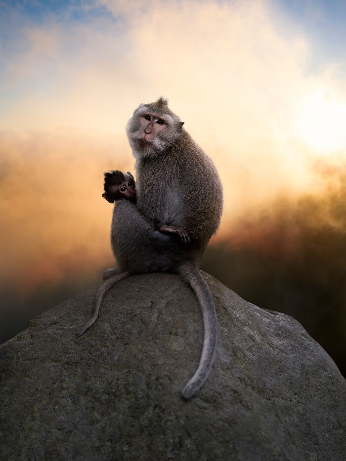 Monkey Mom’s Chill Vibes