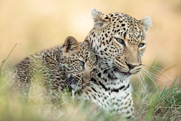 Leopard Mom and Baby: 2 Days of Cuteness