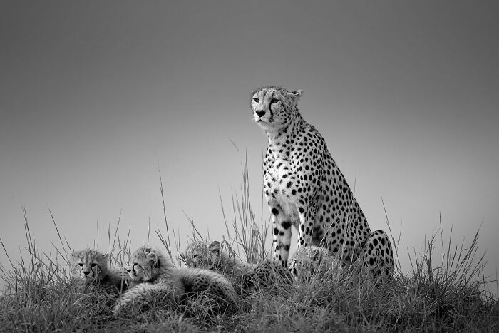 Cheetah & Cubs: Roadside Sweetness