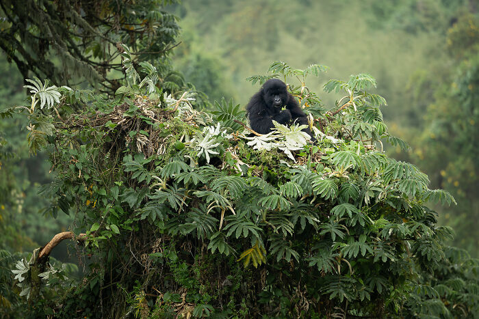Breakfast in the Nest: Gorilla Style