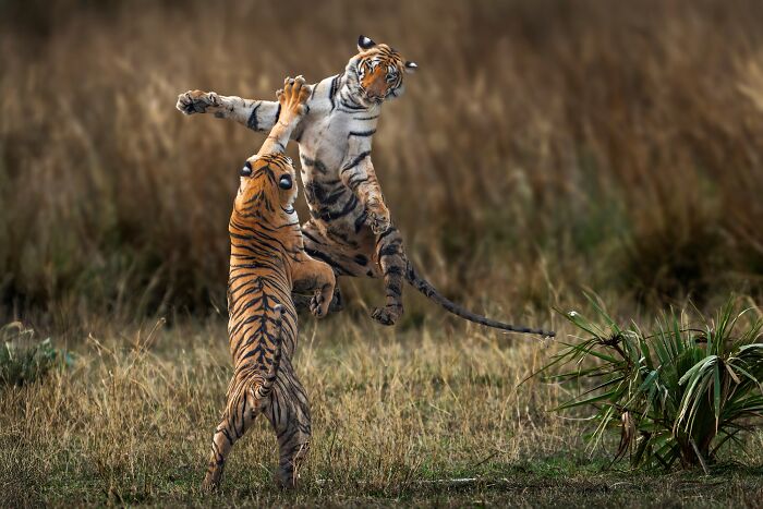 Tiger Tantrum: Sky-High Play Fight
