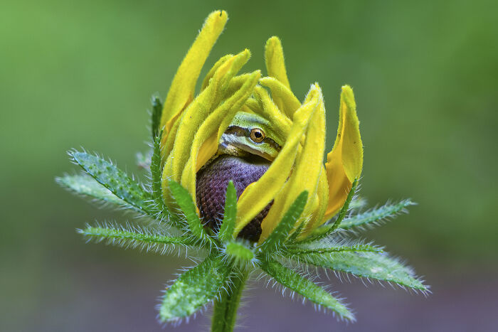 Frog’s Flower Hug