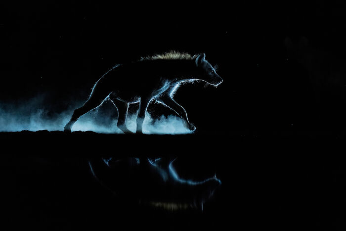 Hyena’s Ghostly Walk