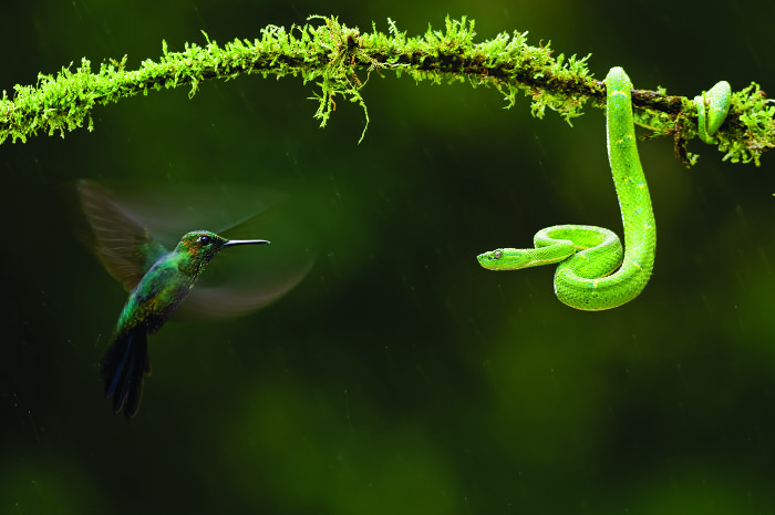 Stare Down: Hummingbird vs. Viper
