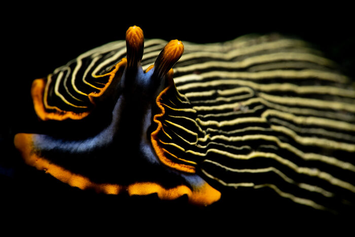 Black Magic: Tiny Disco Nudibranch