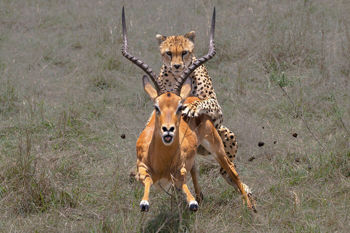 Last Chase: Hyena’s Speed Mode