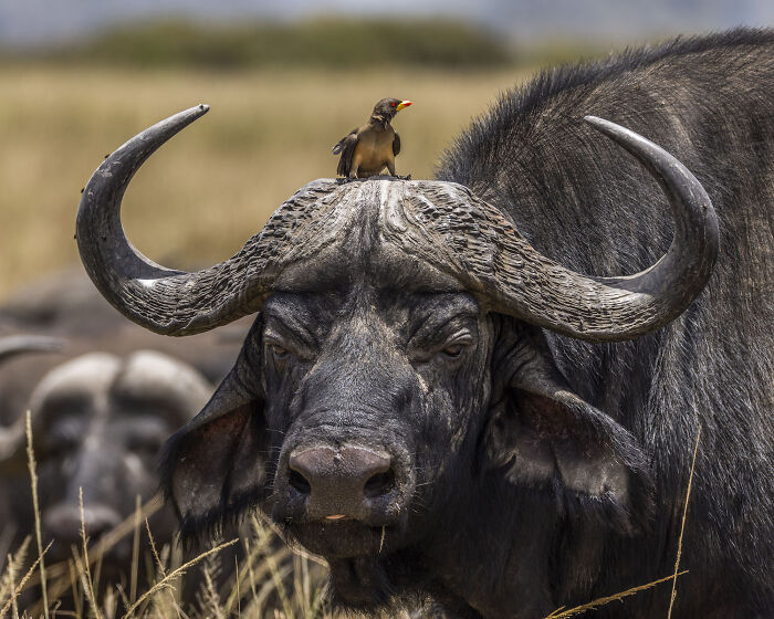 Buffalo Buddy Goals