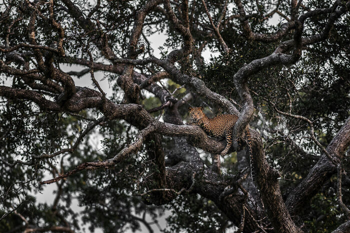 Leopard’s Tree Hangout