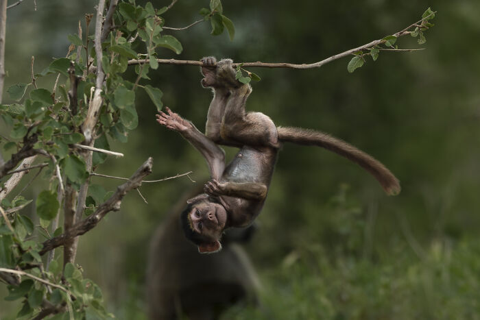 Young Baboon’s Tree Gymnastics