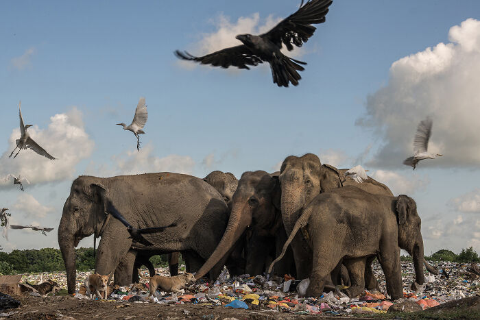 Elephants and Trash: A Sad Reality