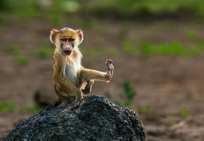 Baboon’s Hilarious Stretch