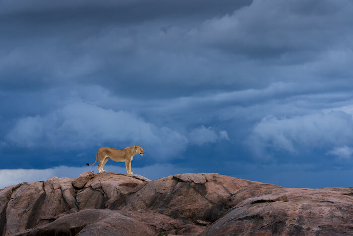 Storm-Watching Lioness