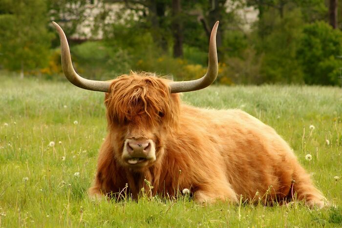 Highland Cow Being Cheeky