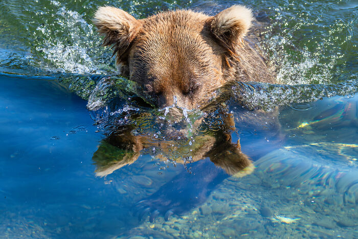 Bear Goes Underwater for Fish