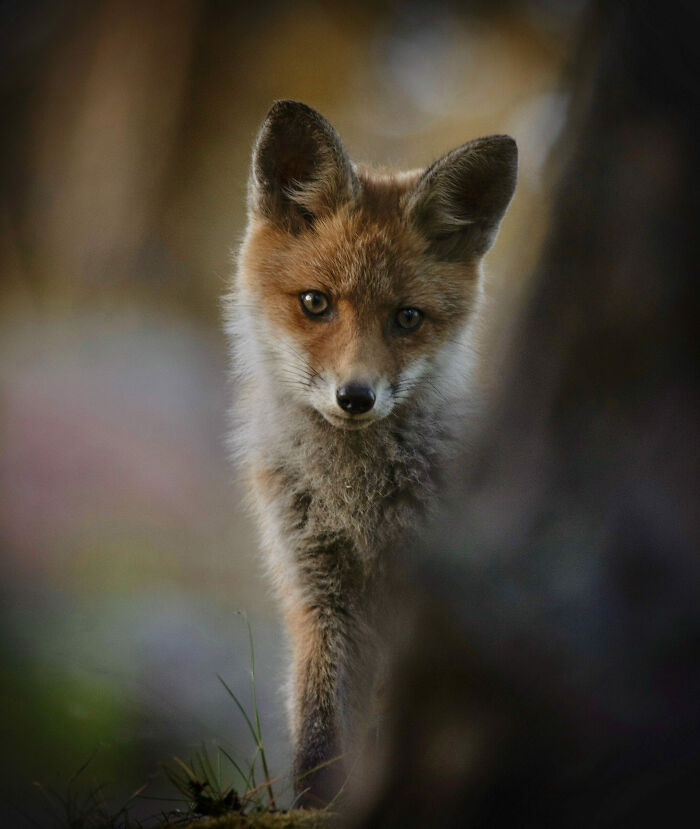 Fox Cub: Peekaboo Champ