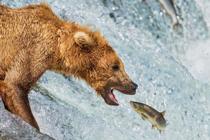 Close-Up Bear Fishing Anticipation