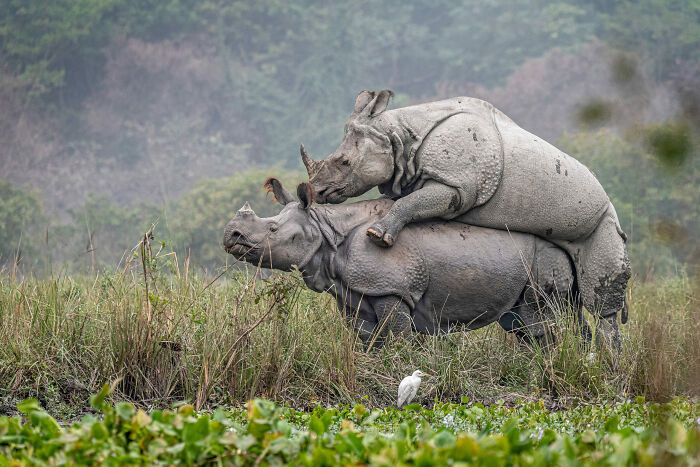 Romantic Rhino Rendezvous