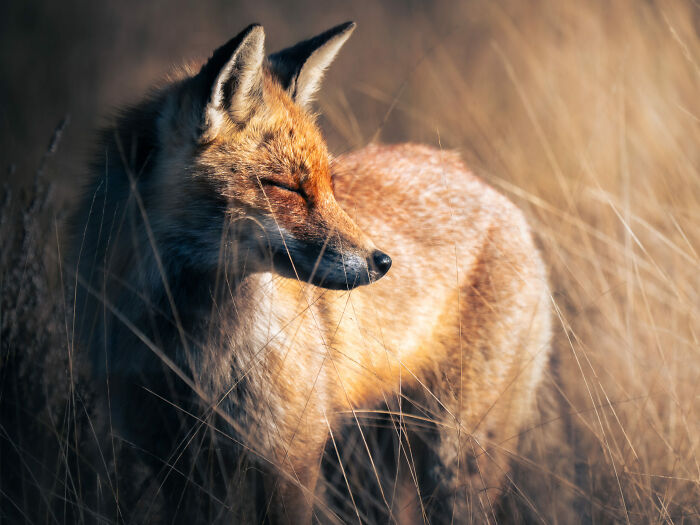 Fox Totally Zen Moment