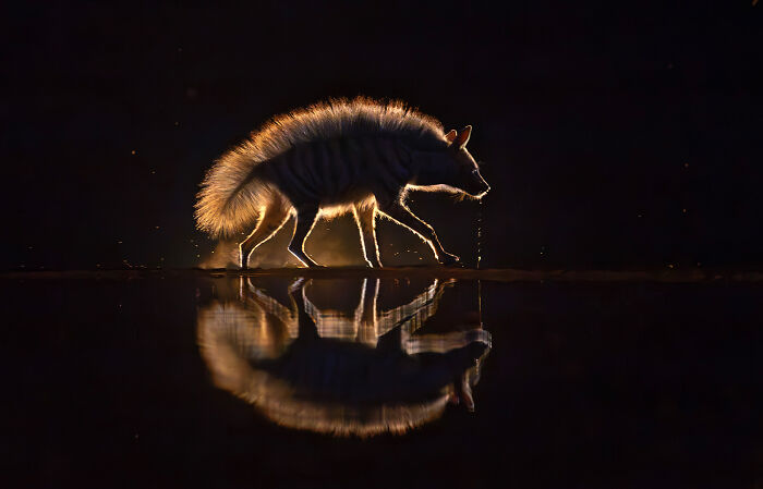 Drooly Hyena Swipe