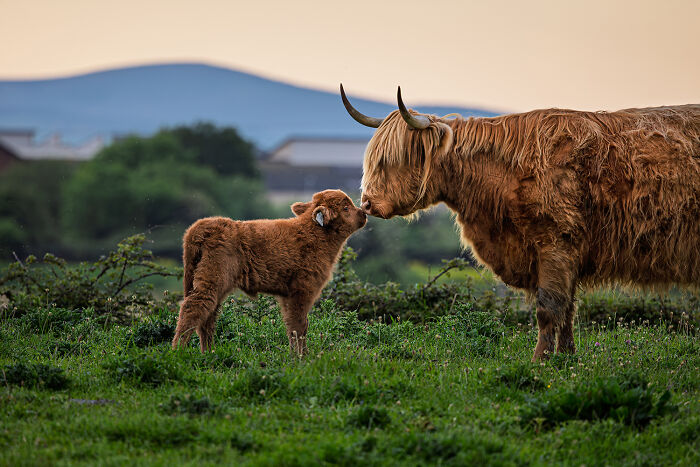 Highland Cow Kisses Mom
