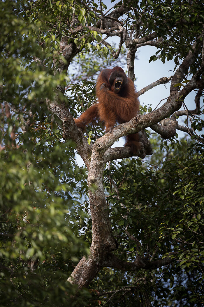 Orangutan’s Forest Sing-Along