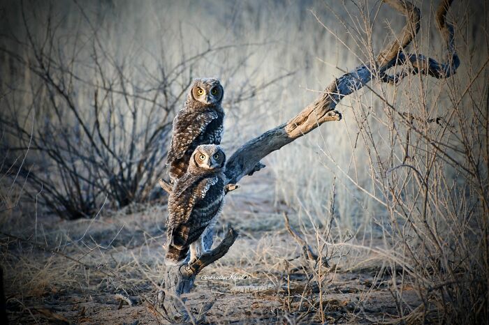 Kalahari Owl Twins Hang Out