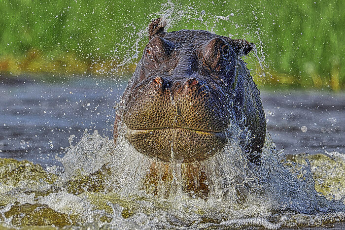 Hippo’s Splash Party