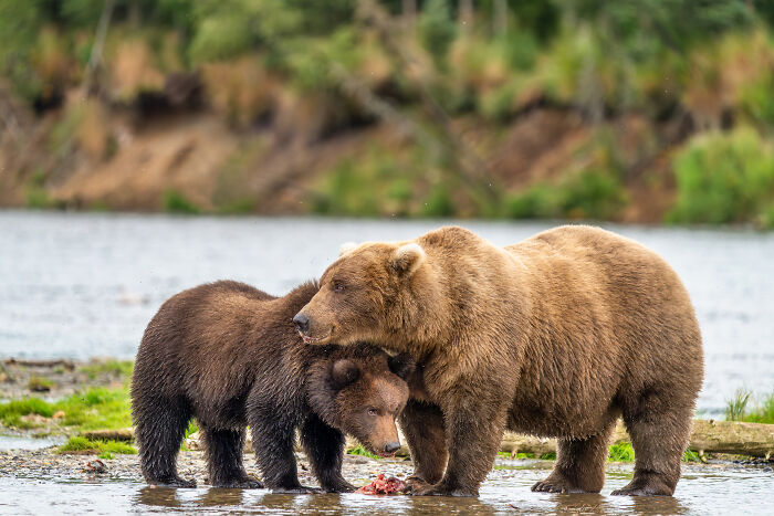 Mama & Cub Bear Snack Time
