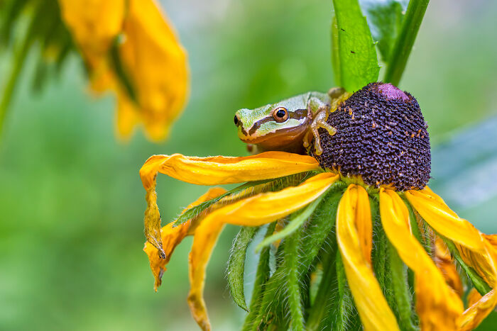 Frog’s Flower Hop
