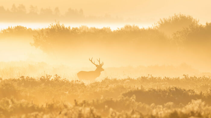 Deer’s Golden Morning Glow