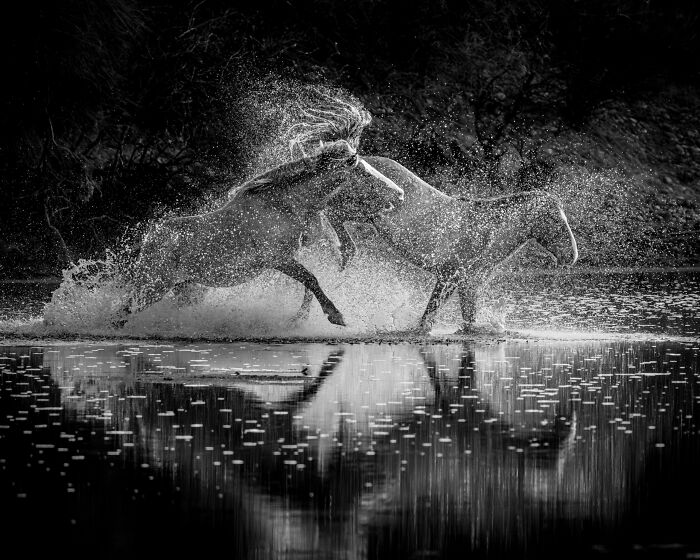 Wild Horse Love Splash