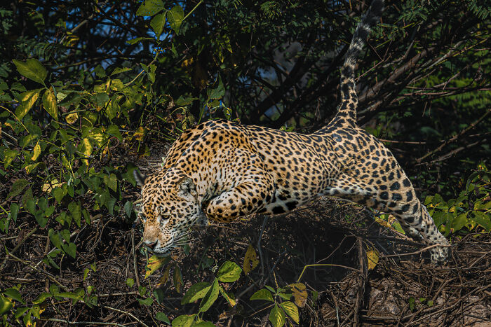 Majestic Jaguar Moment in Brazil