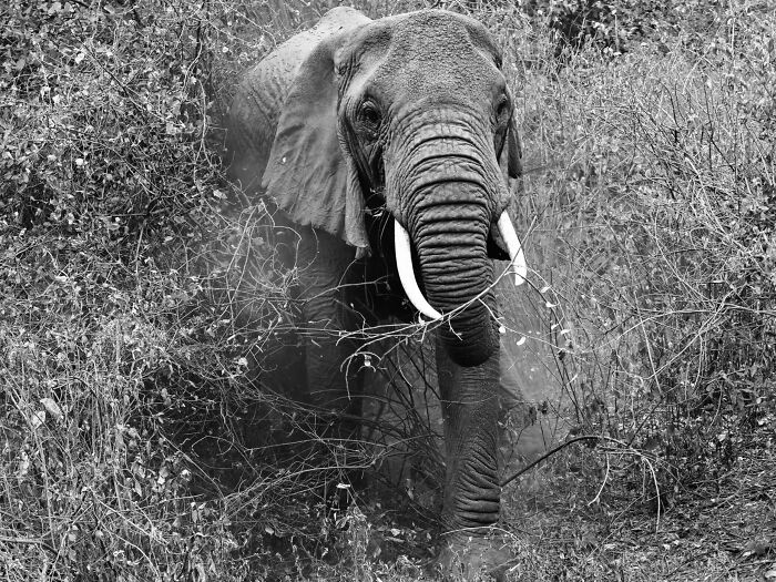 Elephant’s Crazy Charging Moment