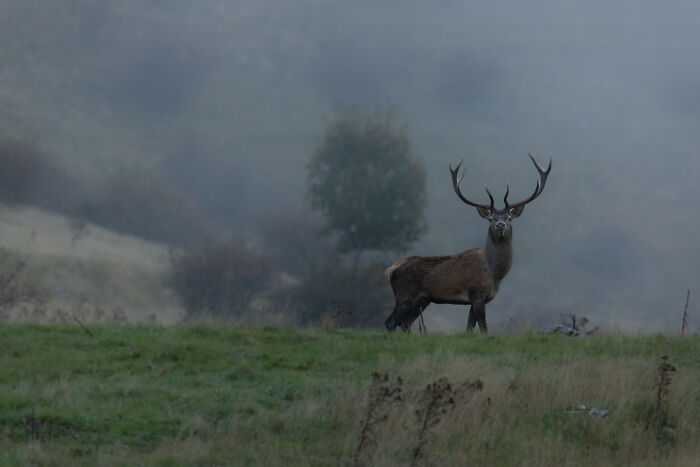 Mountain King’s Majestic Pose