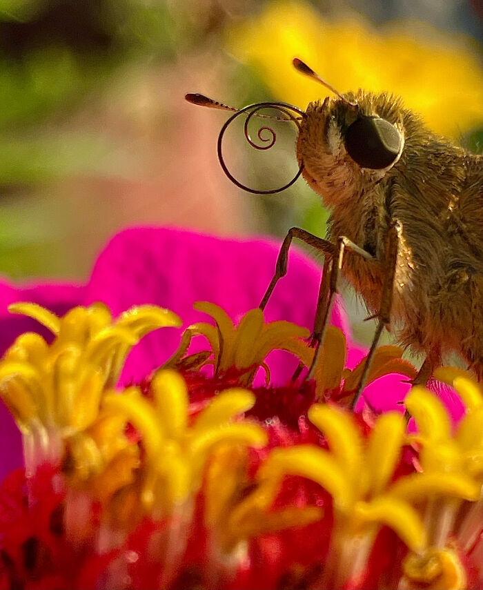 Fiery Skipper on a Crimson Flower